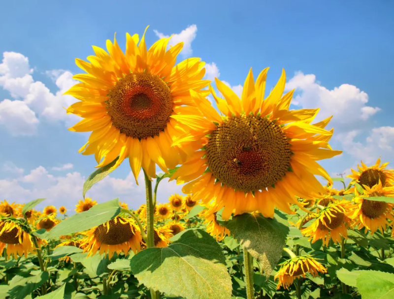 向日葵种子观赏食用太阳花葵花籽四季易活阳台盆栽庭院花海