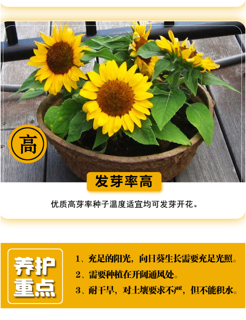 向日葵种子观赏食用太阳花葵花籽四季易活阳台盆栽庭院花海