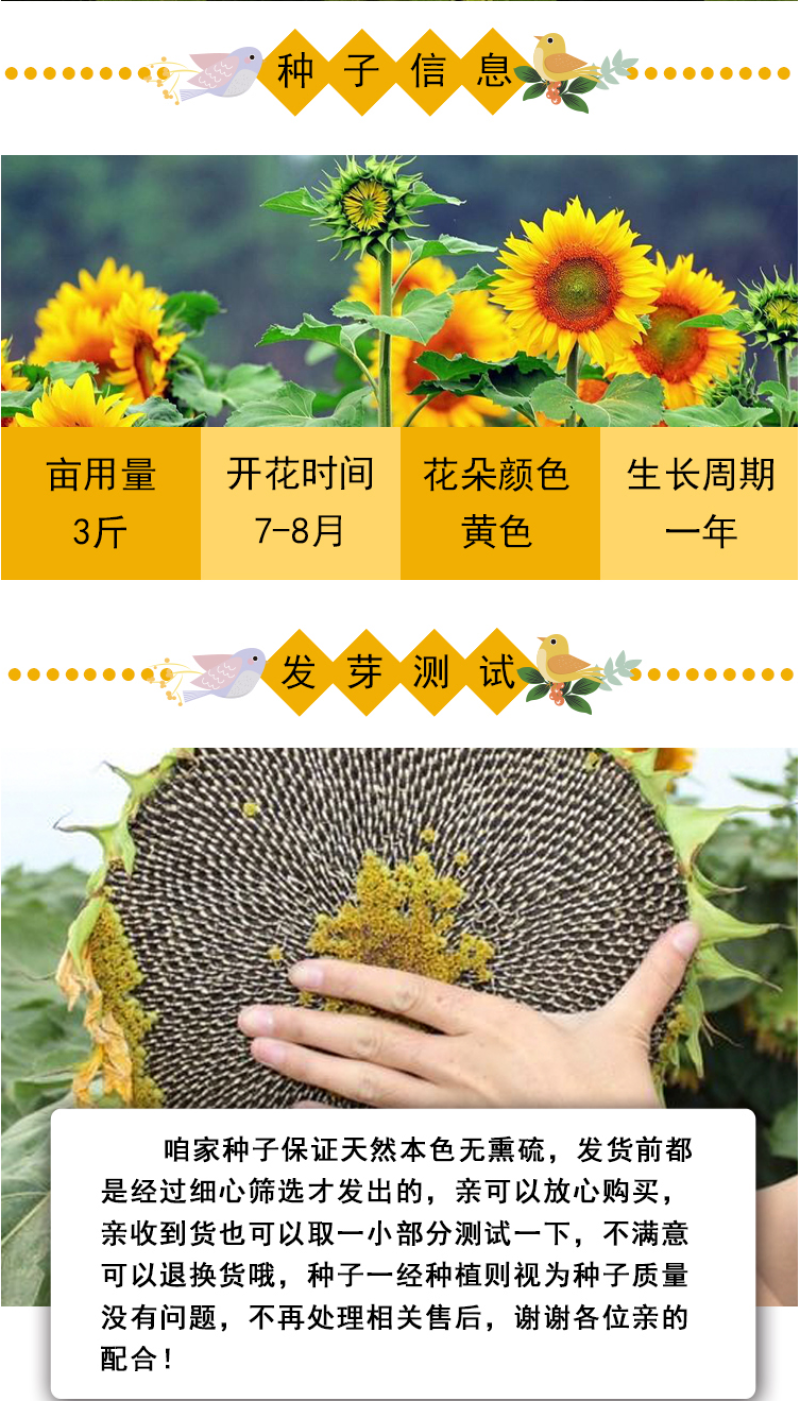 向日葵种子观赏食用太阳花葵花籽四季易活阳台盆栽庭院花海