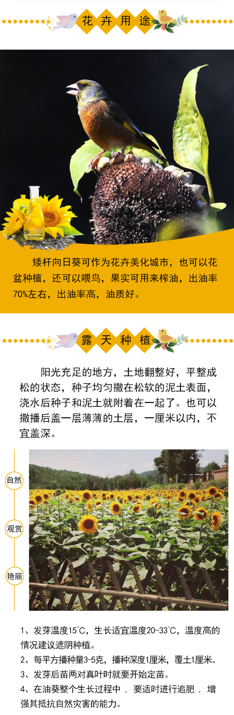 向日葵种子观赏食用太阳花葵花籽四季易活阳台盆栽庭院花海