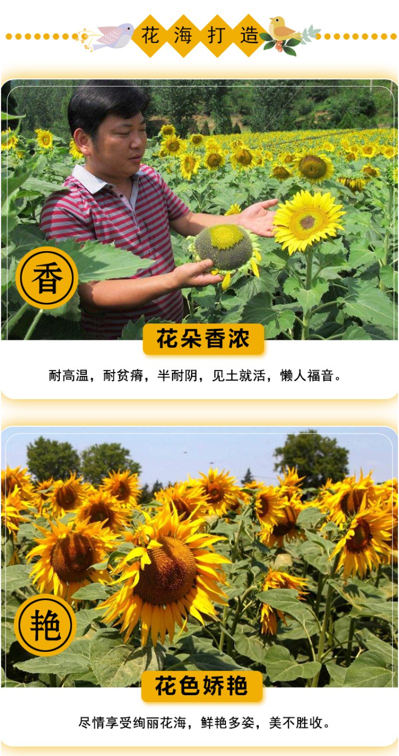 向日葵种子观赏食用太阳花葵花籽四季易活阳台盆栽庭院花海