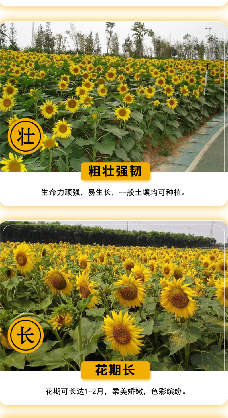 向日葵种子观赏食用太阳花葵花籽四季易活阳台盆栽庭院花海