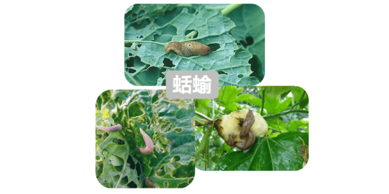 奥丰6%四聚乙醛蔬菜甘蓝蜗牛农药杀虫剂农用撒施