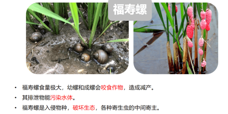 奥丰6%四聚乙醛蔬菜甘蓝蜗牛农药杀虫剂农用撒施