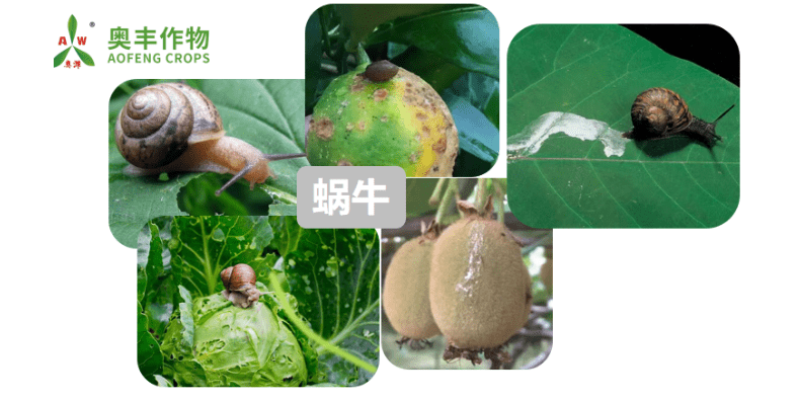 奥丰6%四聚乙醛蔬菜甘蓝蜗牛农药杀虫剂农用撒施