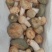 新鲜青头菌