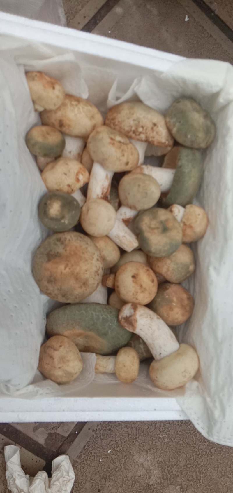 新鲜青头菌