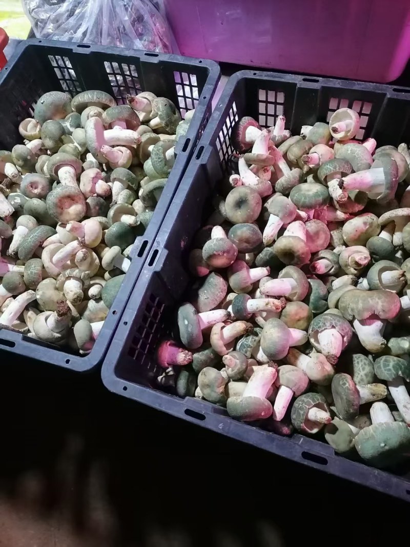 新鲜青头菌