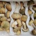 新鲜青头菌