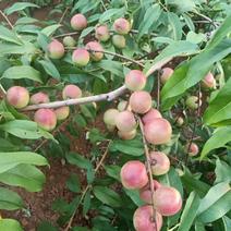 珍珠枣油桃