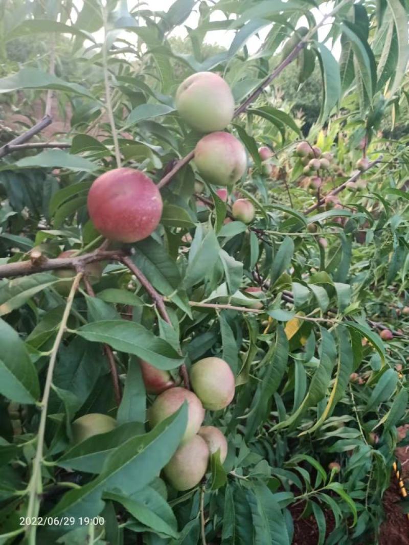 珍珠枣油桃