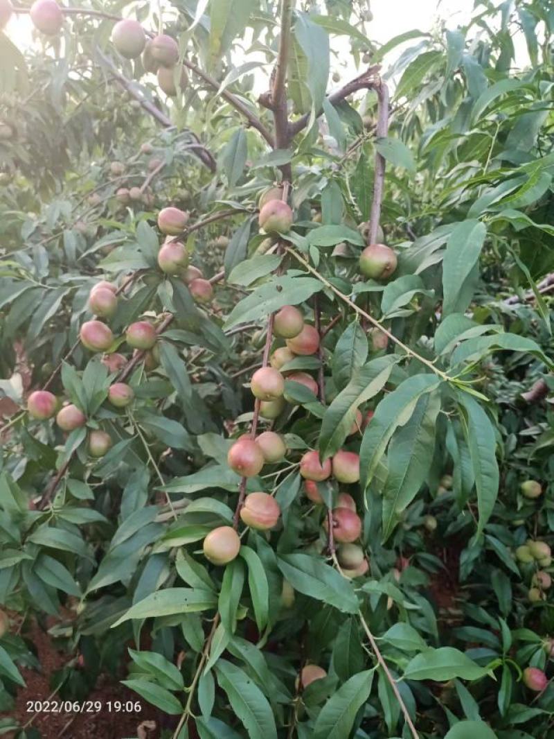 珍珠枣油桃