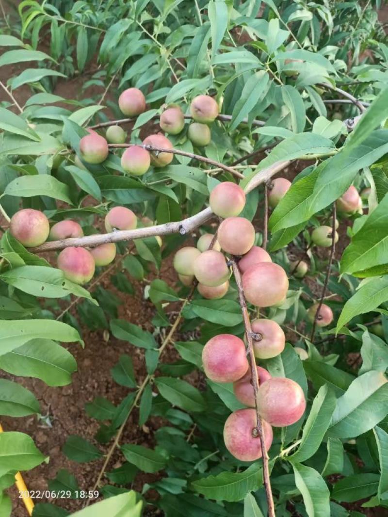 珍珠枣油桃