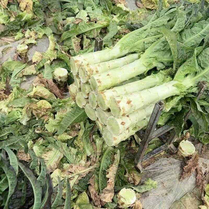 精选莴苣，红叶莴笋，基地直供，发货全国各地，欢迎采购