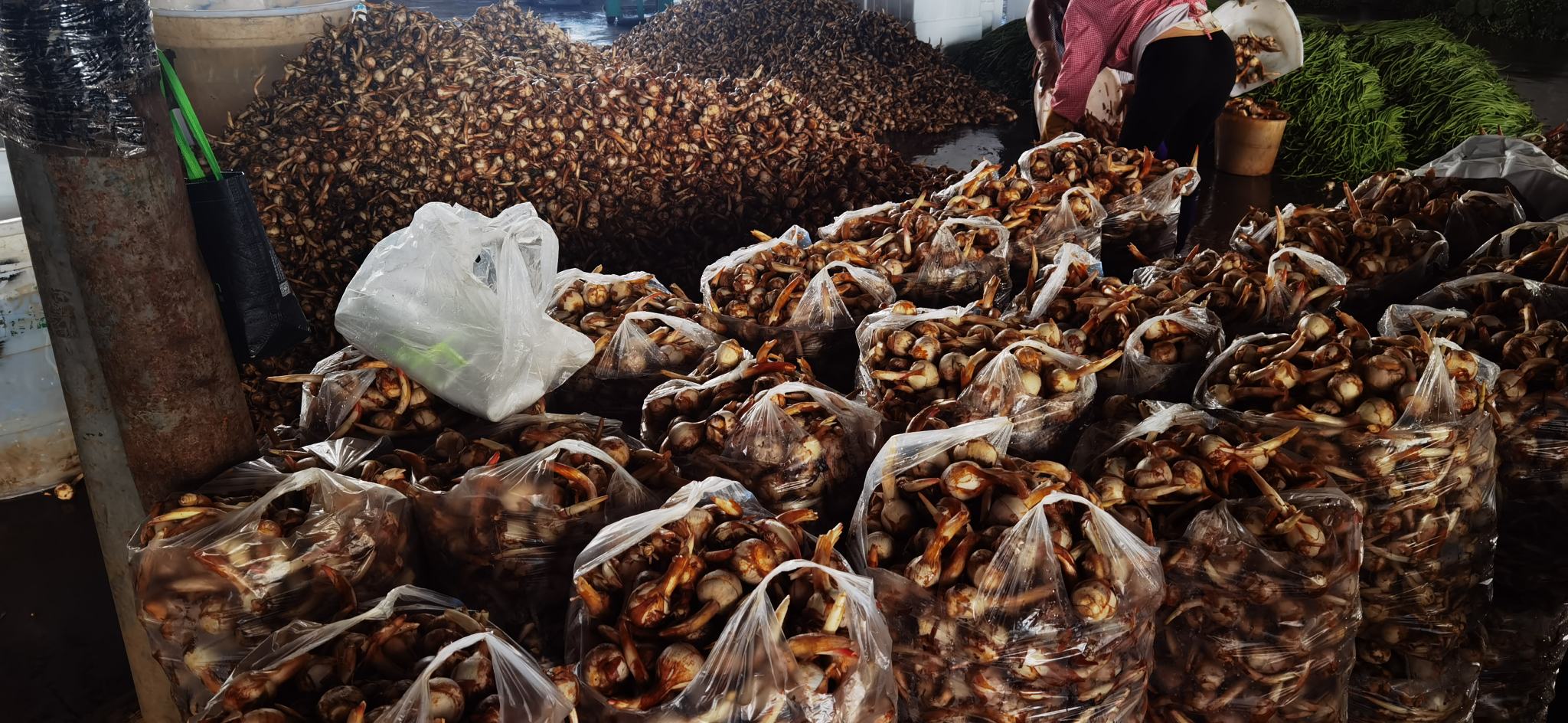 农民正在对豆角进行叶面喷药防治病害,穿戴防护装备,使用手动喷雾器均匀喷洒 豆角病害防治喷药现场