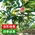 番石榴树
