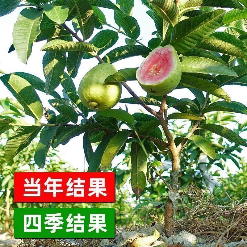番石榴树