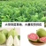 番石榴树
