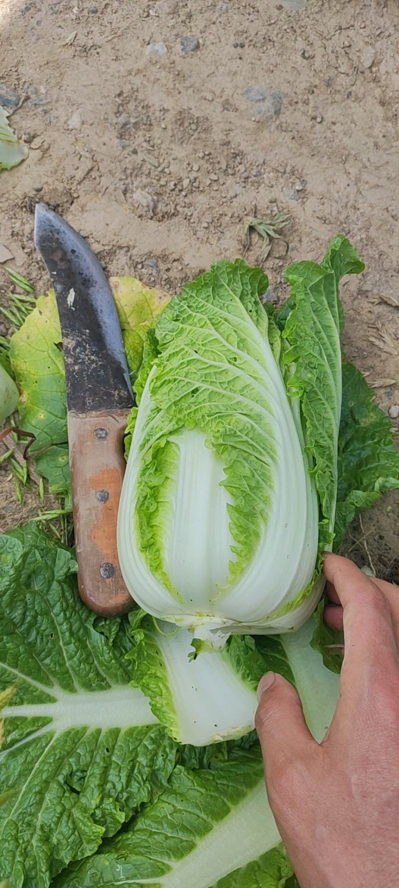 陕西太白县娃娃菜大量上市中大娃娃，小娃娃！