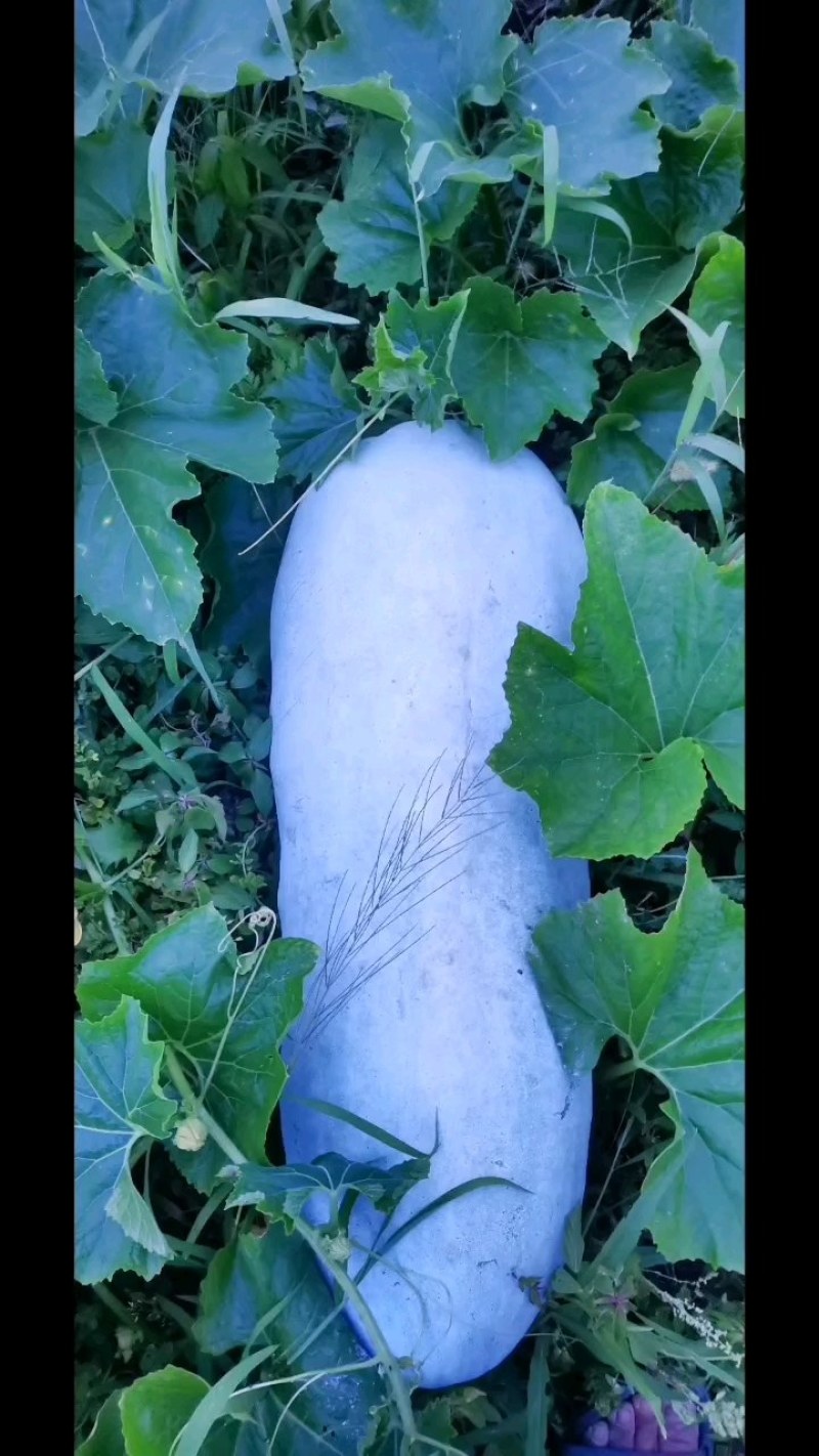 武汉市东西湖长白条冬瓜白皮冬瓜，量大从优产地直供欢迎选购