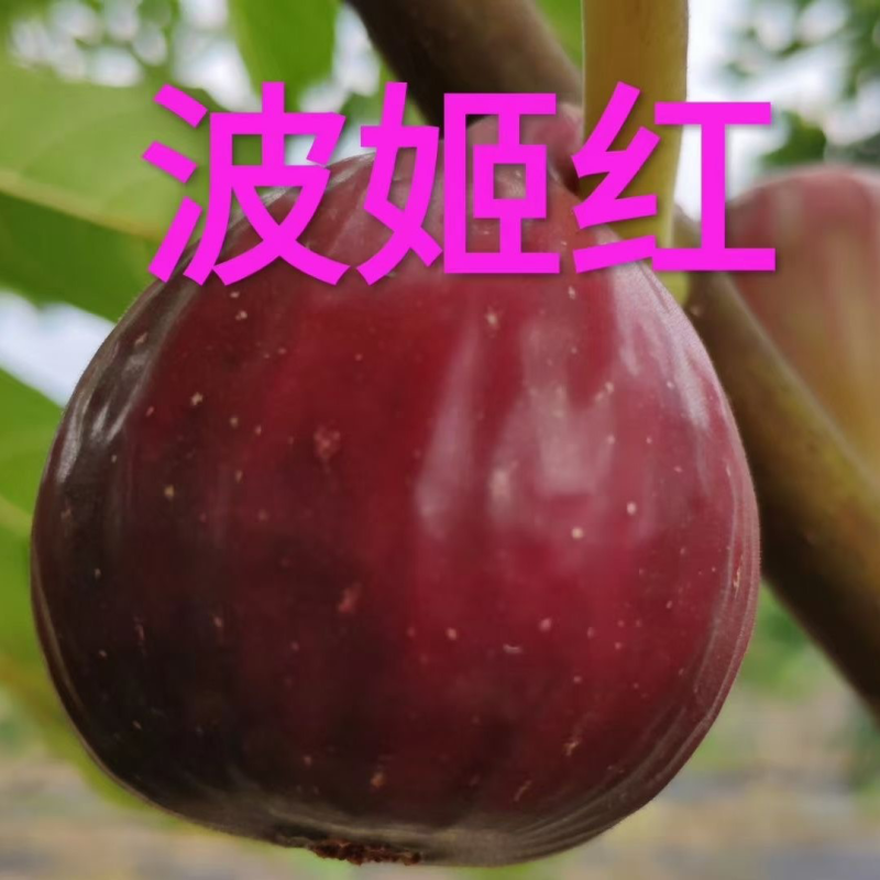波姬红无花果