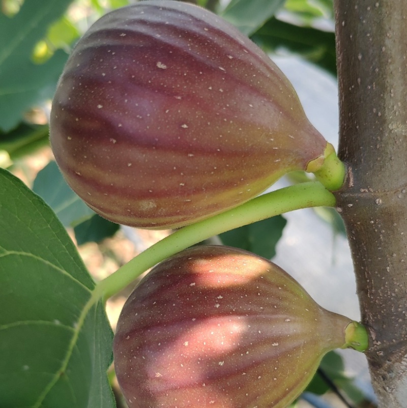 波姬红无花果