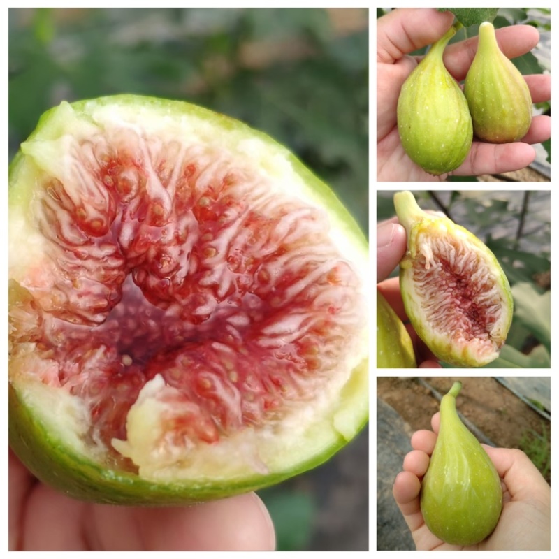 芭劳奈无花果，自然种植，现摘现发，健康甜蜜