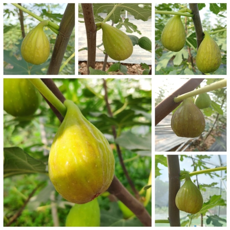 芭劳奈无花果，自然种植，现摘现发，健康甜蜜