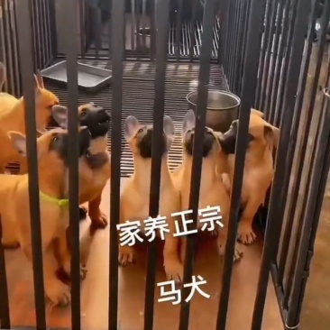 马犬幼犬黄马。2—4个月左右马犬。公母都有。