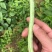 黄瓜无筋豆