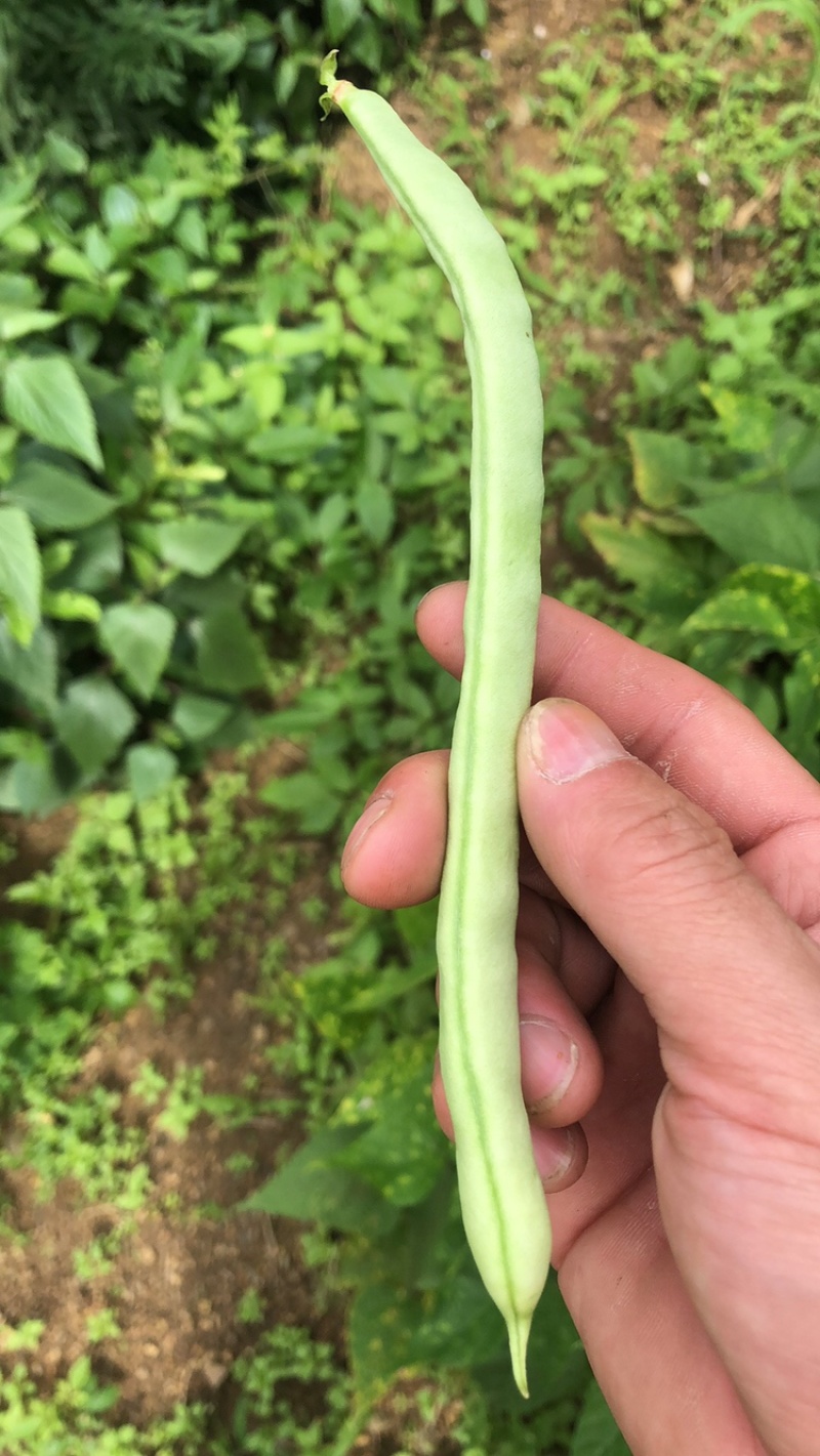 黄瓜无筋豆