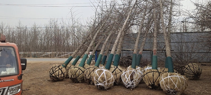 出售银杏树，基地直销，规格齐全，量大优惠。来电咨询