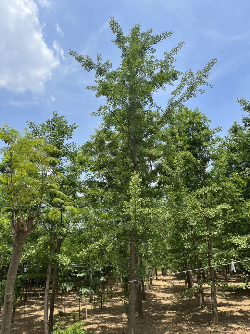 出售银杏树，基地直销，规格齐全，量大优惠。来电咨询