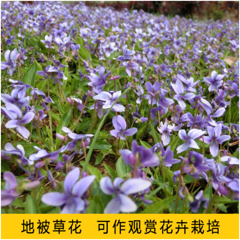 紫花地丁种子多年生耐寒花籽四季播地被矮生花草户外耐阴花种