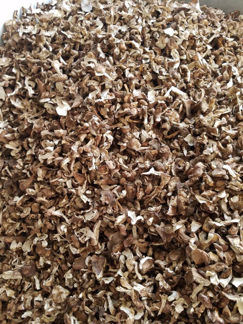烤干山蘑菇手工切片无蛆虫