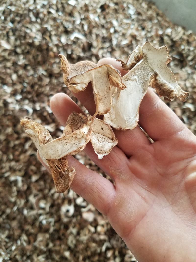 烤干山蘑菇手工切片无蛆虫