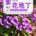 紫花地丁种子多年生耐寒花籽四季播地被矮生花草户外耐阴花种