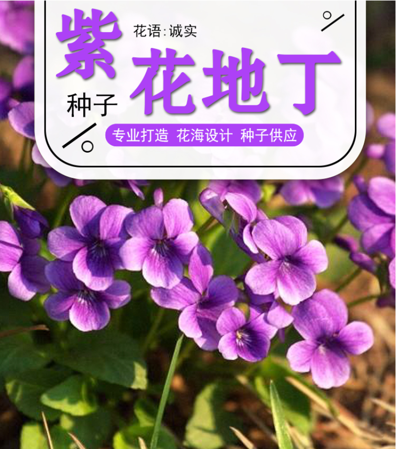 紫花地丁种子多年生耐寒花籽四季播地被矮生花草户外耐阴花种