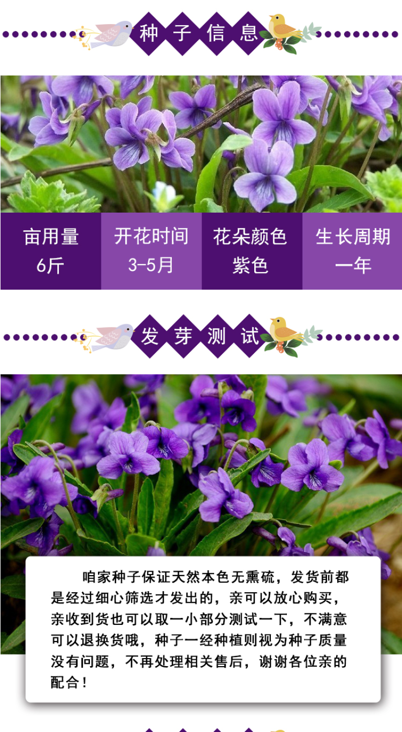 紫花地丁种子多年生耐寒花籽四季播地被矮生花草户外耐阴花种