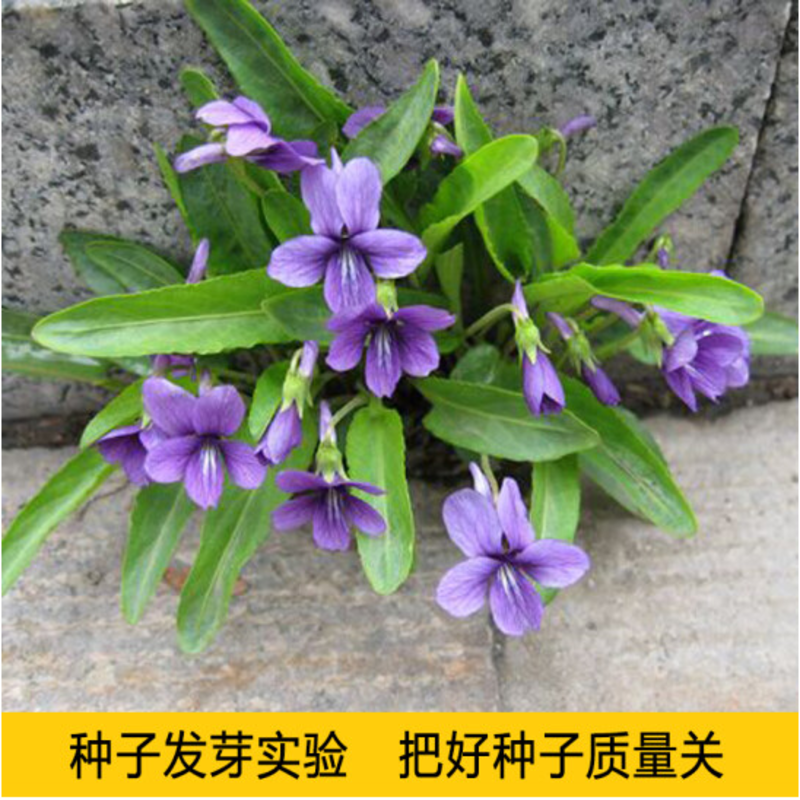 紫花地丁种子多年生耐寒花籽四季播地被矮生花草户外耐阴花种