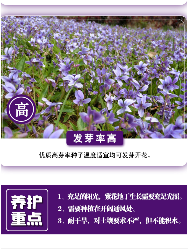 紫花地丁种子多年生耐寒花籽四季播地被矮生花草户外耐阴花种