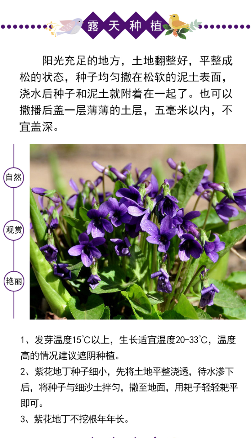 紫花地丁种子多年生耐寒花籽四季播地被矮生花草户外耐阴花种
