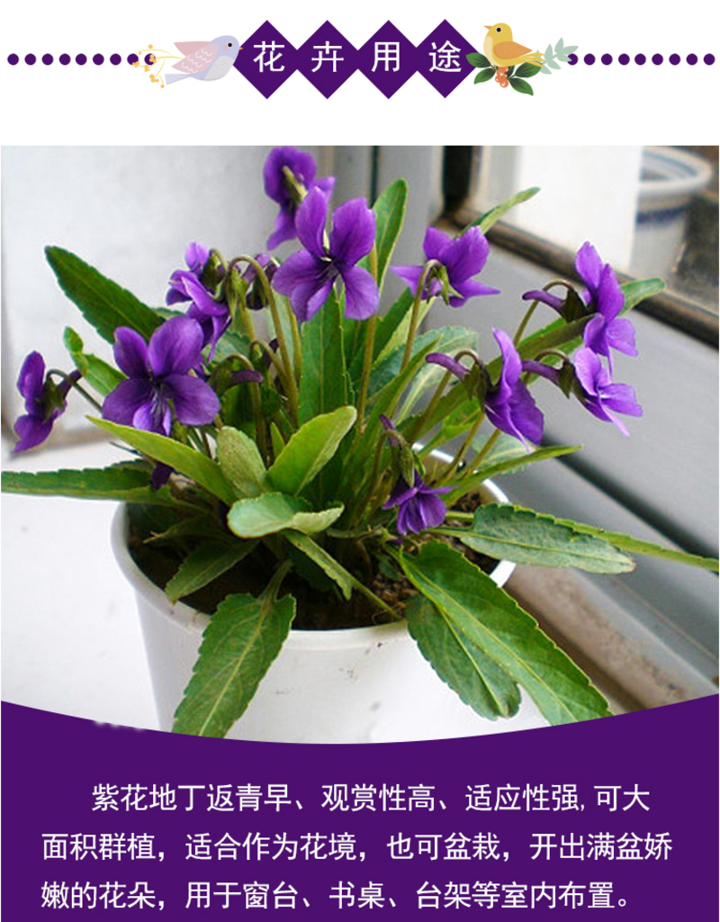 紫花地丁种子多年生耐寒花籽四季播地被矮生花草户外耐阴花种
