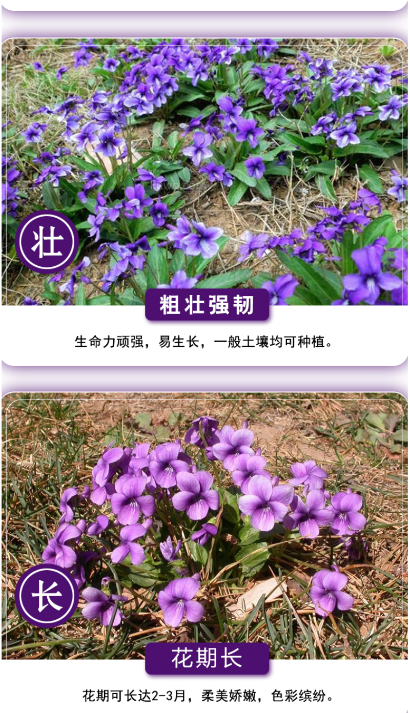 紫花地丁种子多年生耐寒花籽四季播地被矮生花草户外耐阴花种