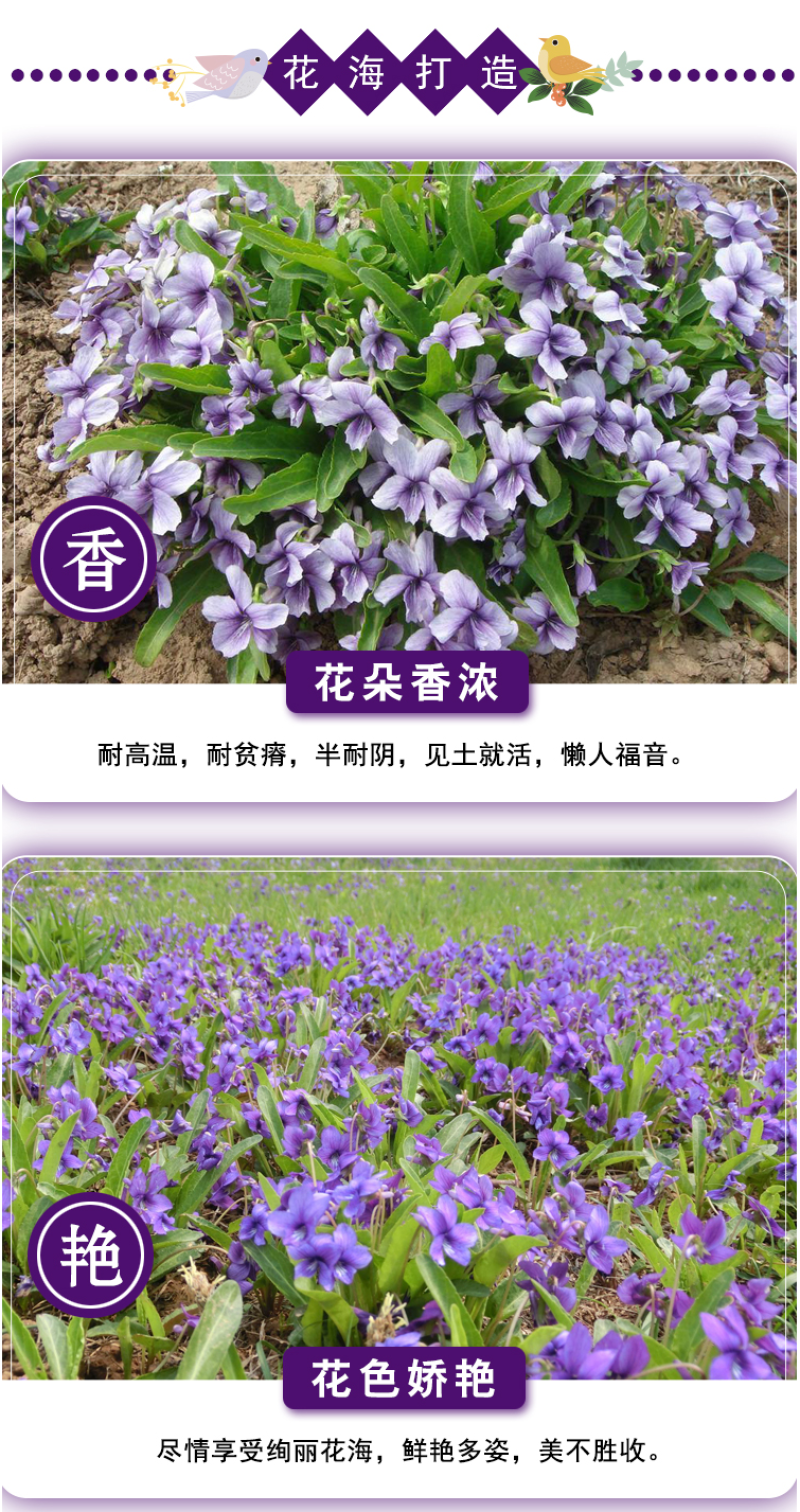 紫花地丁种子多年生耐寒花籽四季播地被矮生花草户外耐阴花种