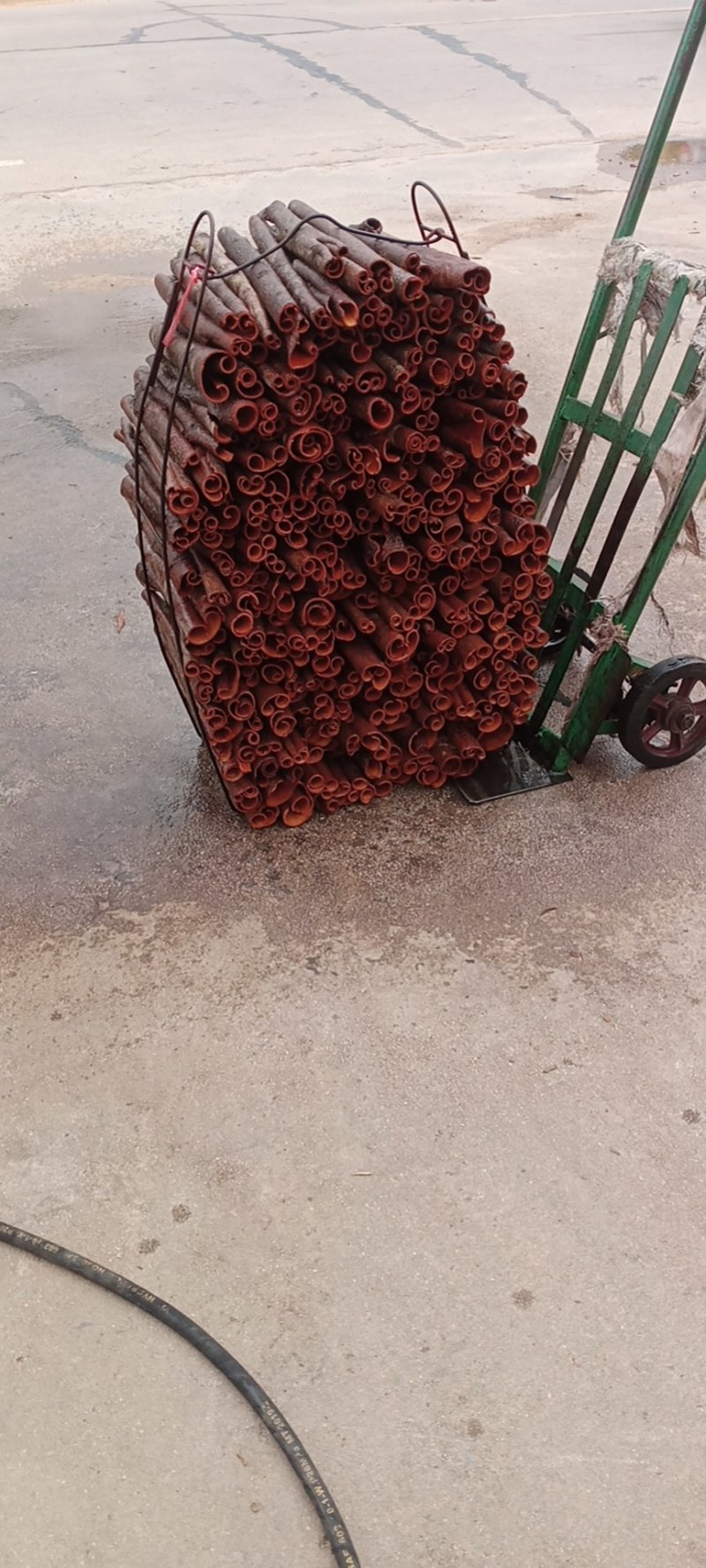 百年老油桂，