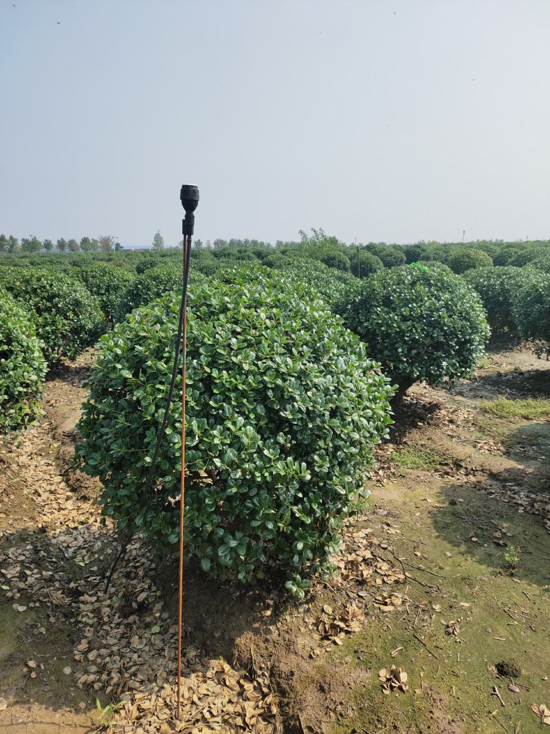 苗圃现货供应枸骨球，无刺枸骨球80-1.5米冠幅