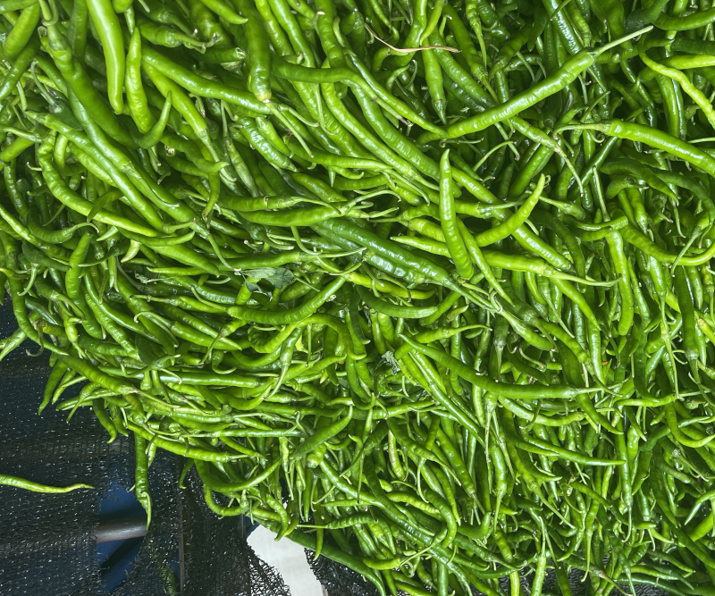 息烽线椒