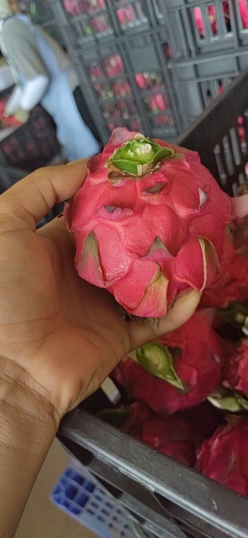 火龙果