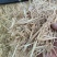 安徽怀远小麦秸秆雪白雪白的草欢迎采购没有想不到的！